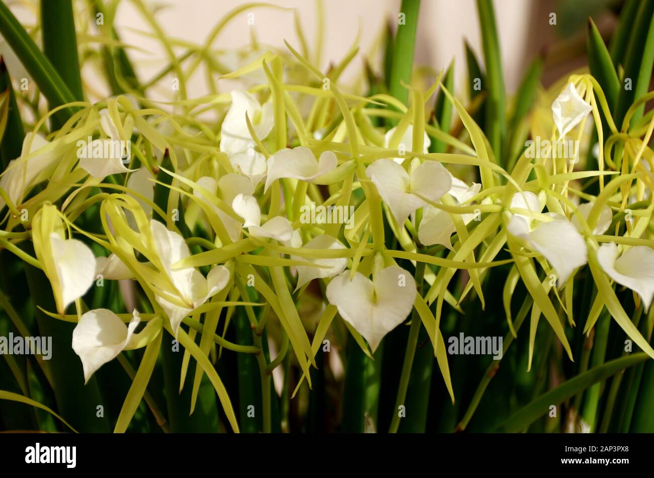 Beautiful white Brassavola Little Stars tiny orchid flowers Stock Photo