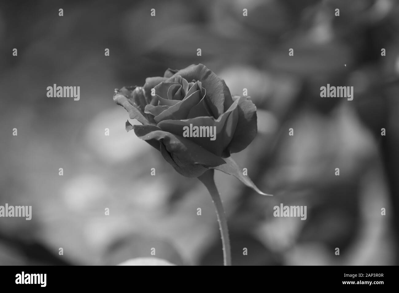 Black and white rose close up beautiful macro photo Stock Photo Alamy
