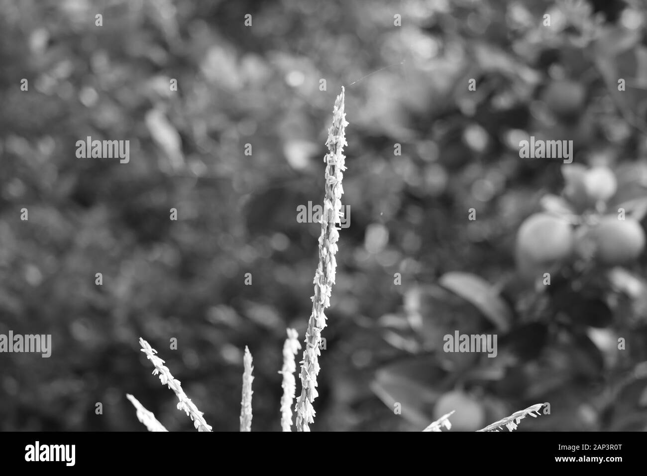 maize or corn head on the monochrome background Stock Photo