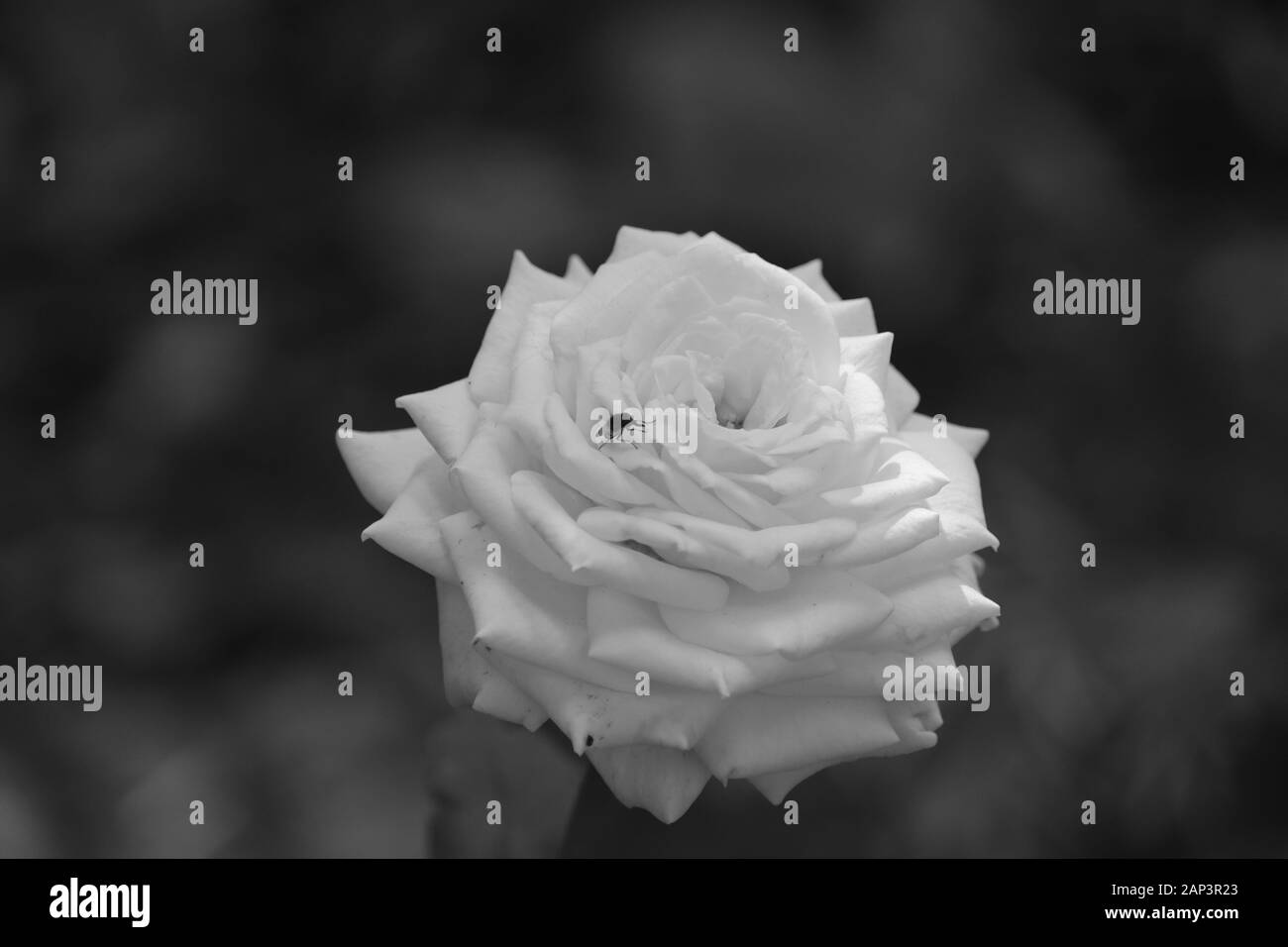 Black and white rose flowers. A rose is a woody perennial flowering plant of the genus Rosa, in the family Rosaceae, or the flower it bears. Stock Photo