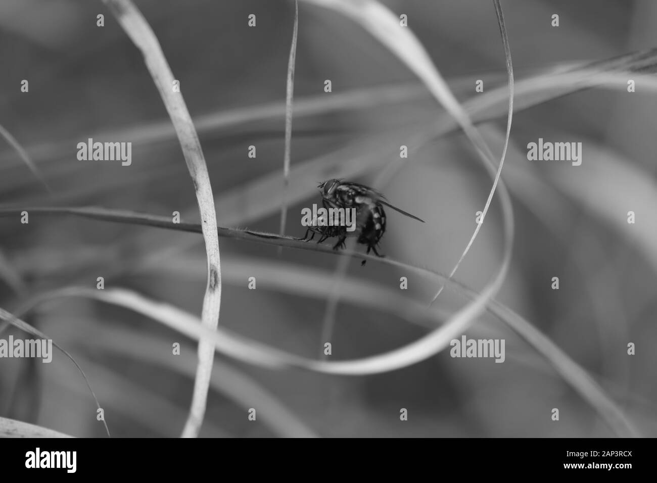 macro closeup shot of house fly on the monochrome background and shadow Stock Photo