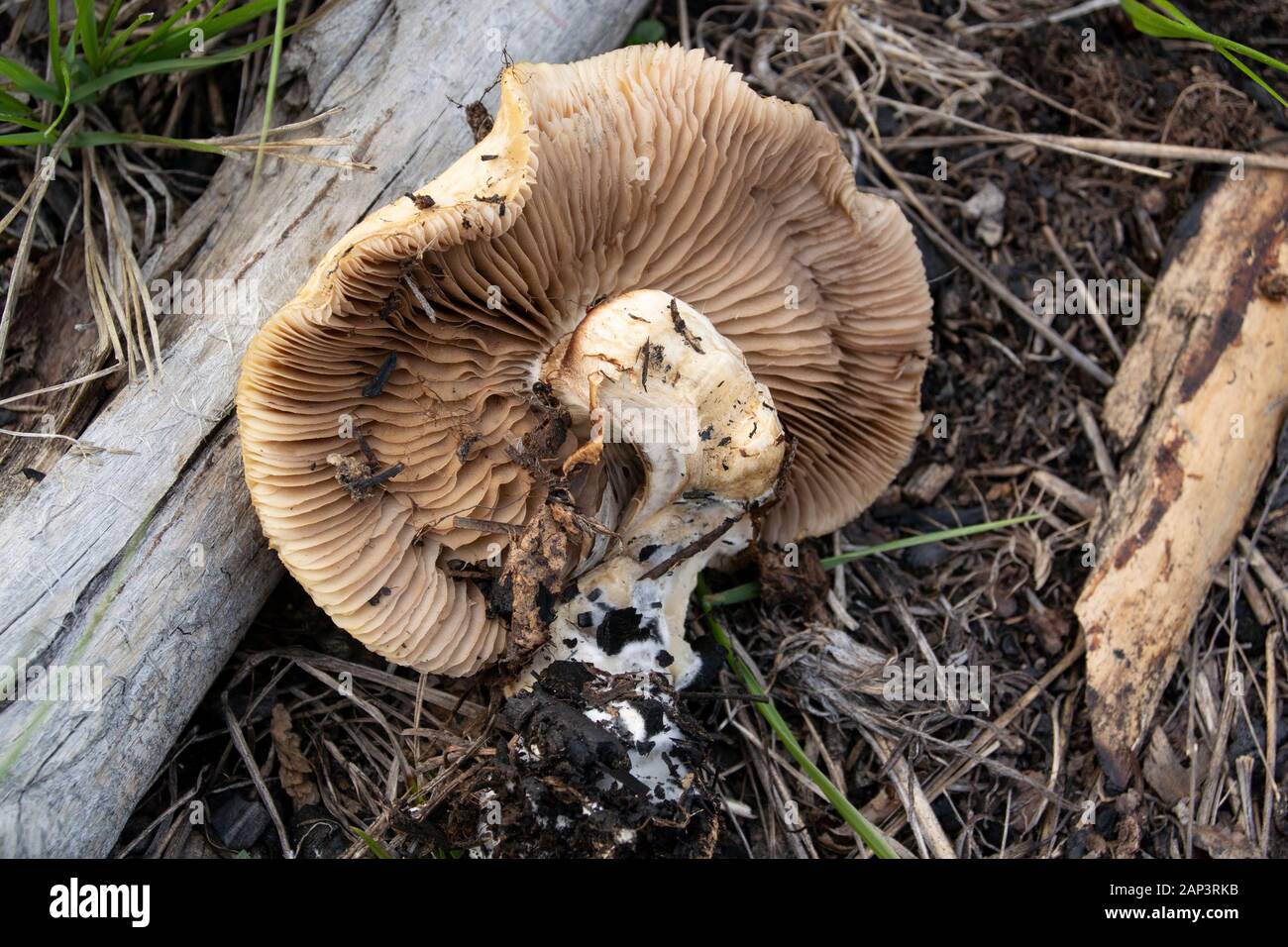 Agrocybe praecox cluster. Spring Fieldcap mushrooms found growing in a recovering burned over area along Upper Willow Creek, Granite County, Montana Stock Photo