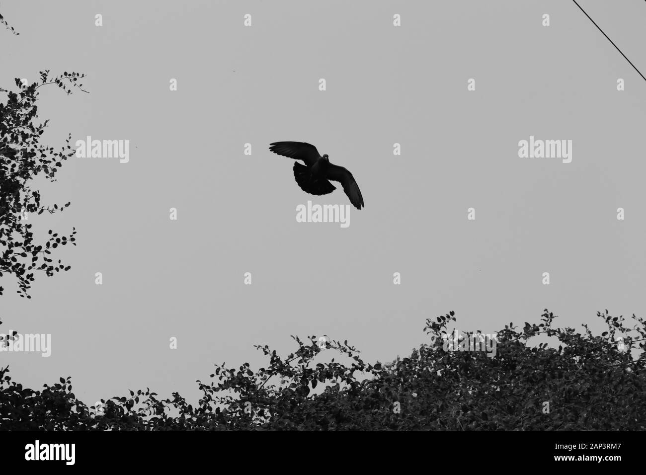flying white pigeon bird on black background Stock Photo