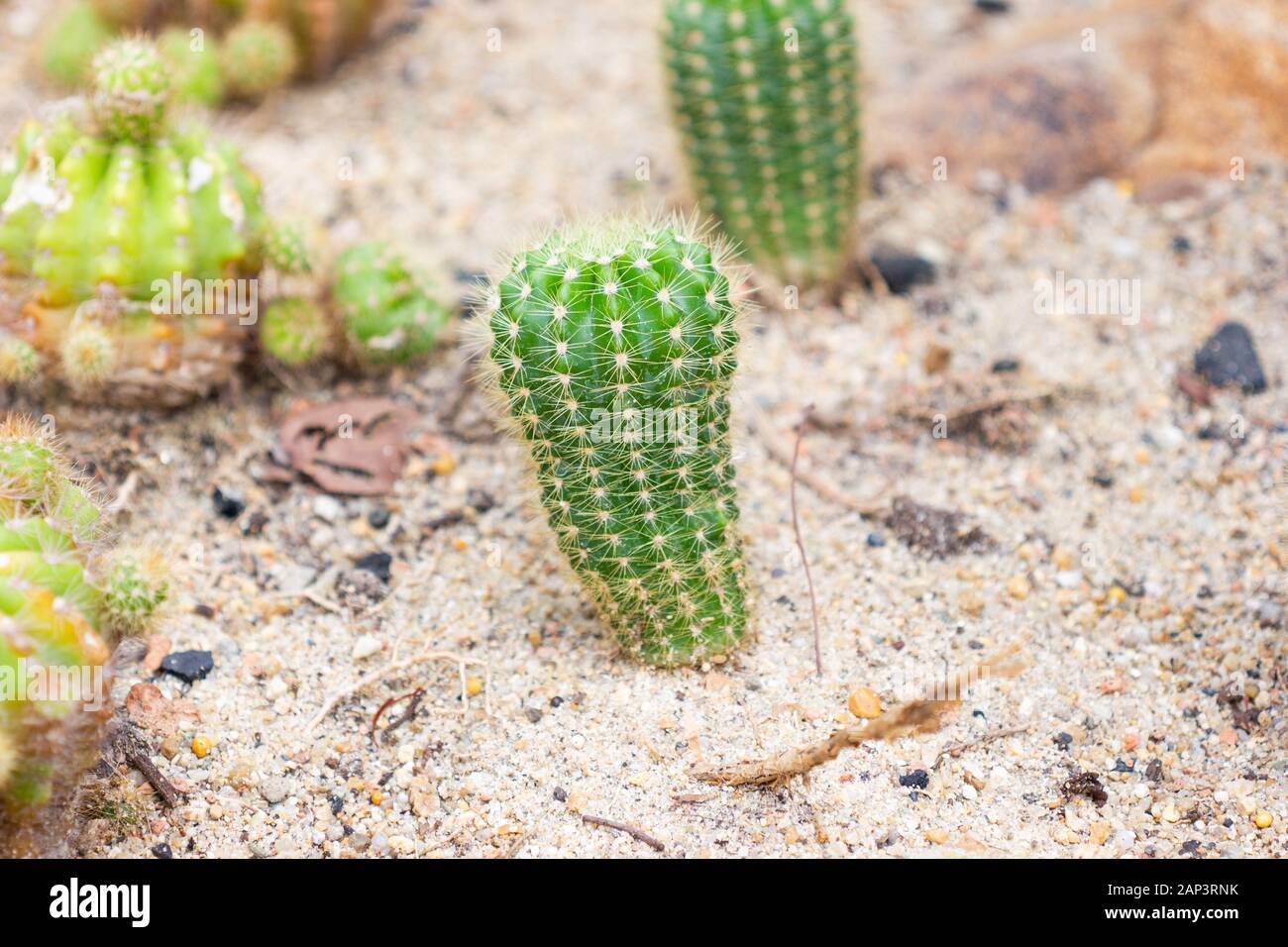 Group of Small Cactus species called Echinopsis Calochlora Cactus a plant that grows in the desert, Selective focus Stock Photo