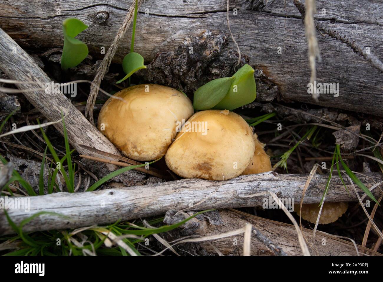 Agrocybe praecox cluster. Spring Fieldcap mushrooms found growing in a recovering burned over area along Upper Willow Creek, Granite County, Montana Stock Photo