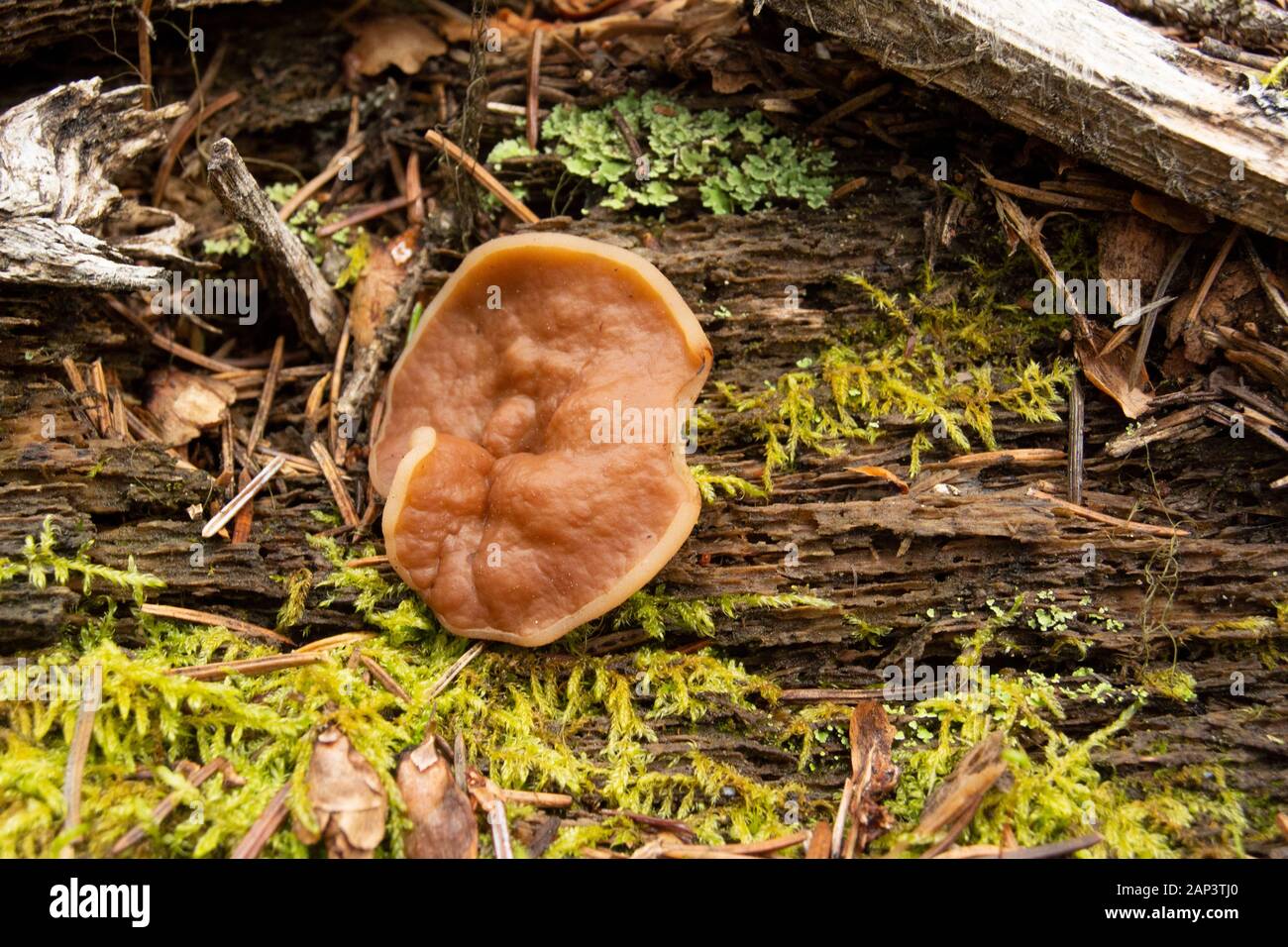 Gyromitra perlata, Pig's Ear mushroom growing on rotting wood, in mid-June, up along the Middle Fork of Rock Creek, in Granite County, Montana. Stock Photo