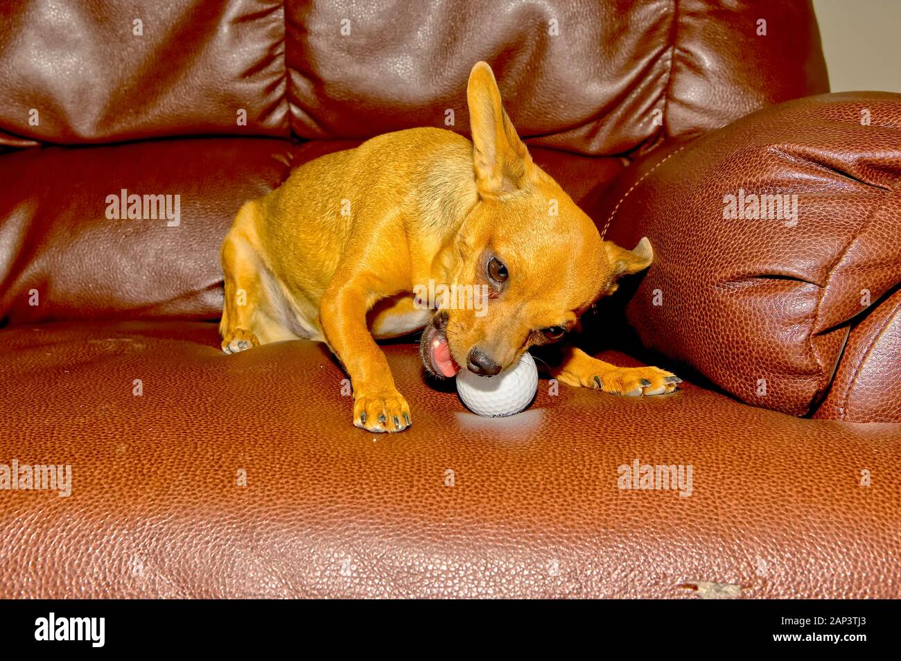 Why Does My Male Puppy Not Have Balls