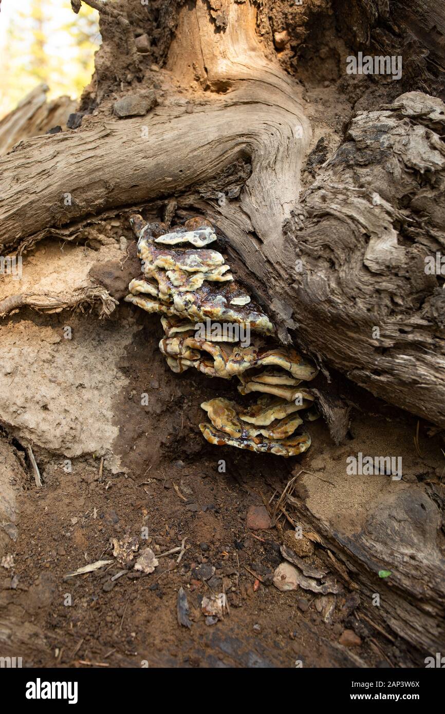 Red Belt Conk (Fomitopsis pinicola) fungus growing on the exposed roots of large conifer of a cut bank of Dam Creek Lake, in Ravalli County, Montana. Stock Photo