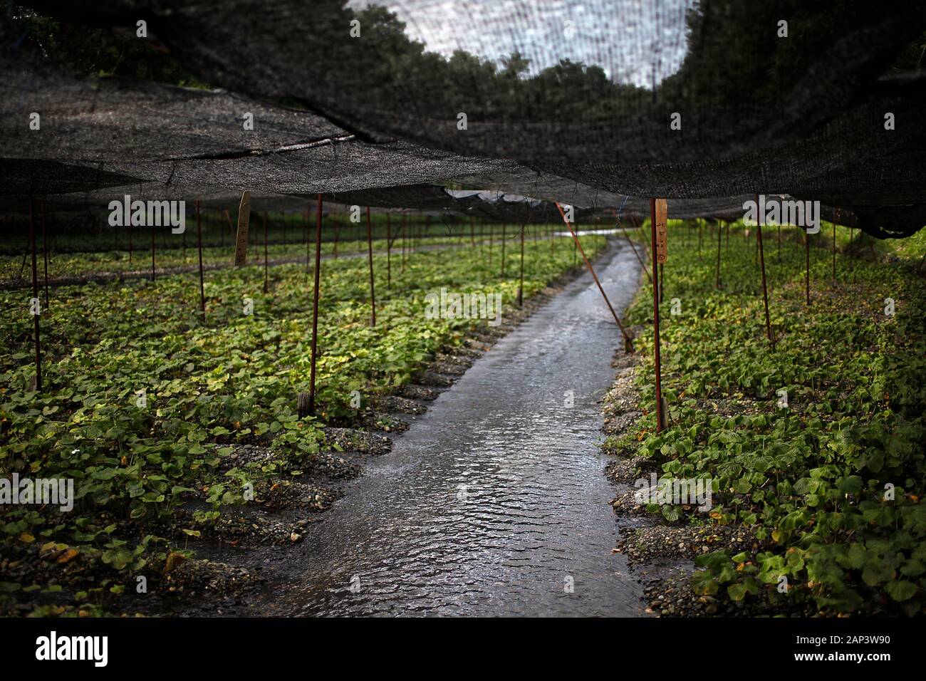 Wasabi farm in Japan Stock Photo Alamy