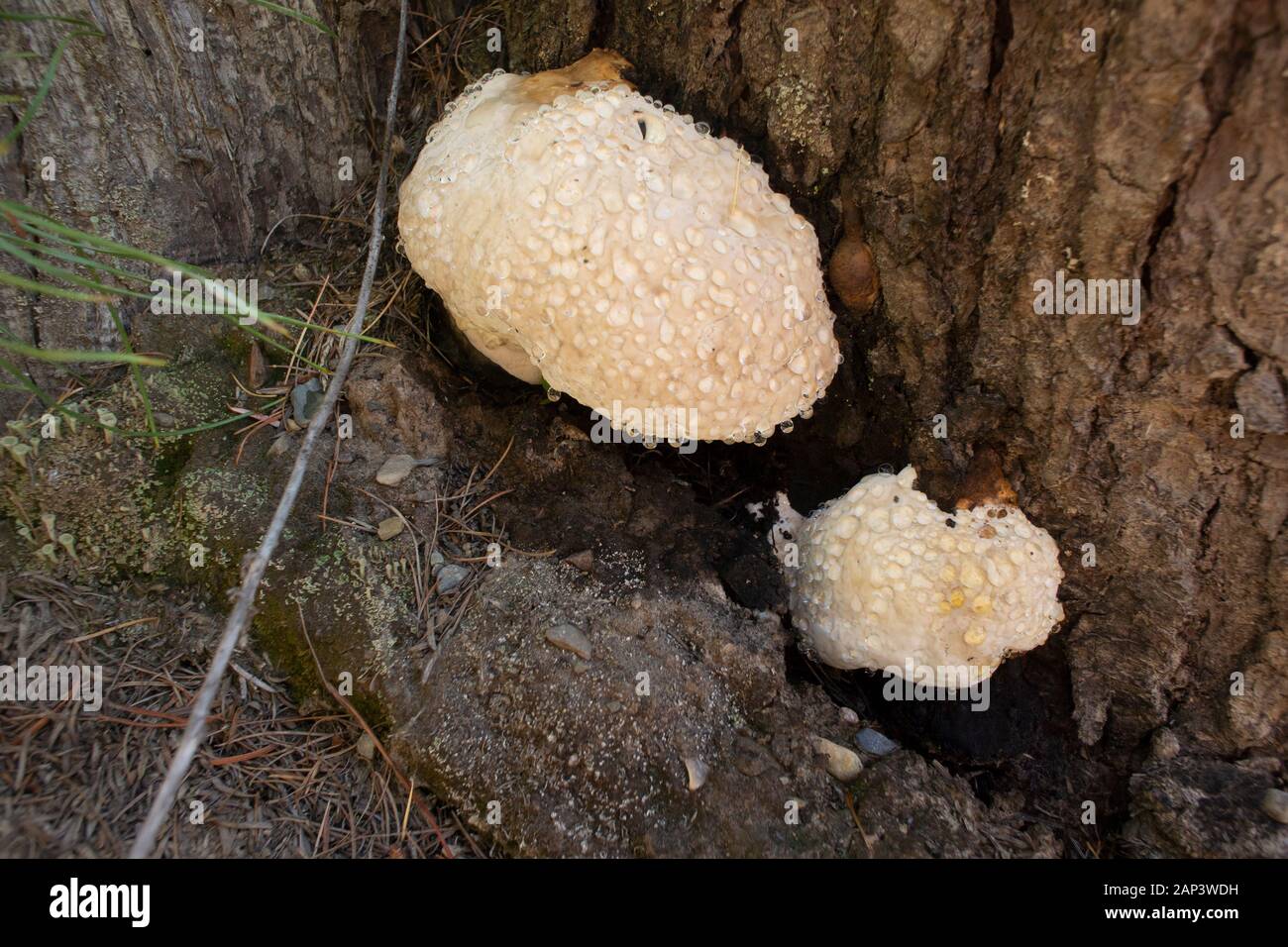 Fomitopsis pinicola complex. A young Red Belt Conk fungus attached to the base of a coniferous tree, near Lake Creek, in Lincoln County, Montana. Stock Photo