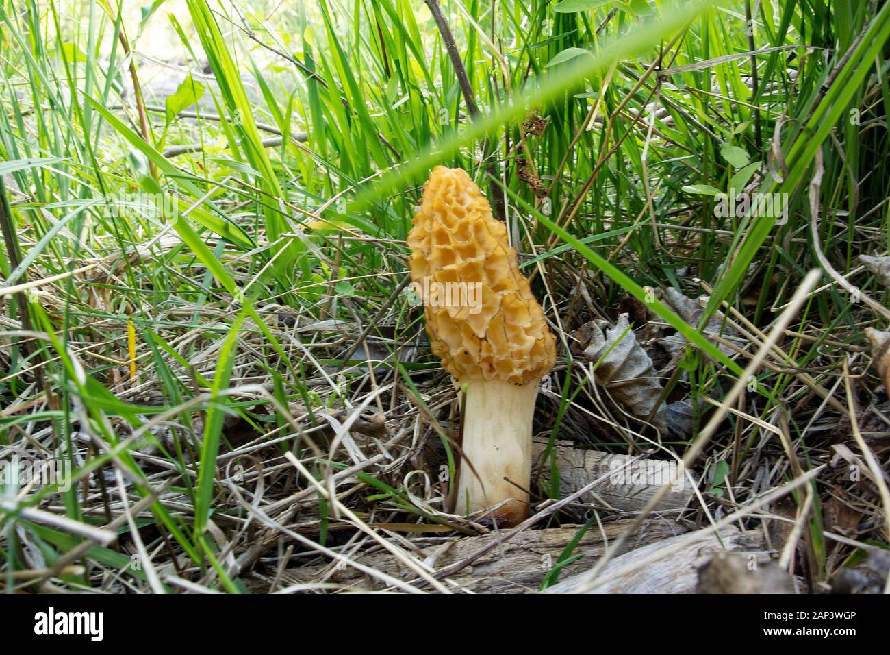 Morchella esculentoides. A Yellow Morel Mushroom growing in a wooded area near a beaver pond, on Rock Creek, near Tamarack creek in Missoula County, M Stock Photo