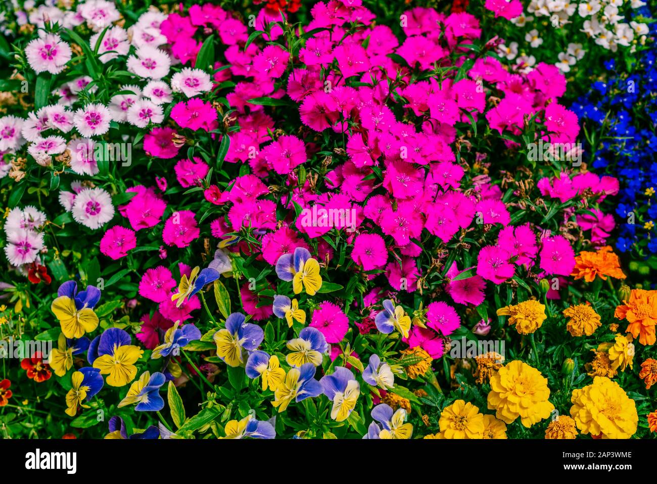 Flowers In Bloom Beautiful Garden On A Sunny Day Group Of Bloom Pansy Flowers And Other Amazing Plants Colorful Flower Bed Blue Yellow Orange Pink Purple Flowers Stock Photo Alamy Flowers In Bloom Beautiful Garden On A Sunny Day Group Of Bloom Pansy Flowers And Other Amazing Plants Colorful Flower Bed Blue Yellow Orange Pink Purple Flowers Stock Photo Alamy