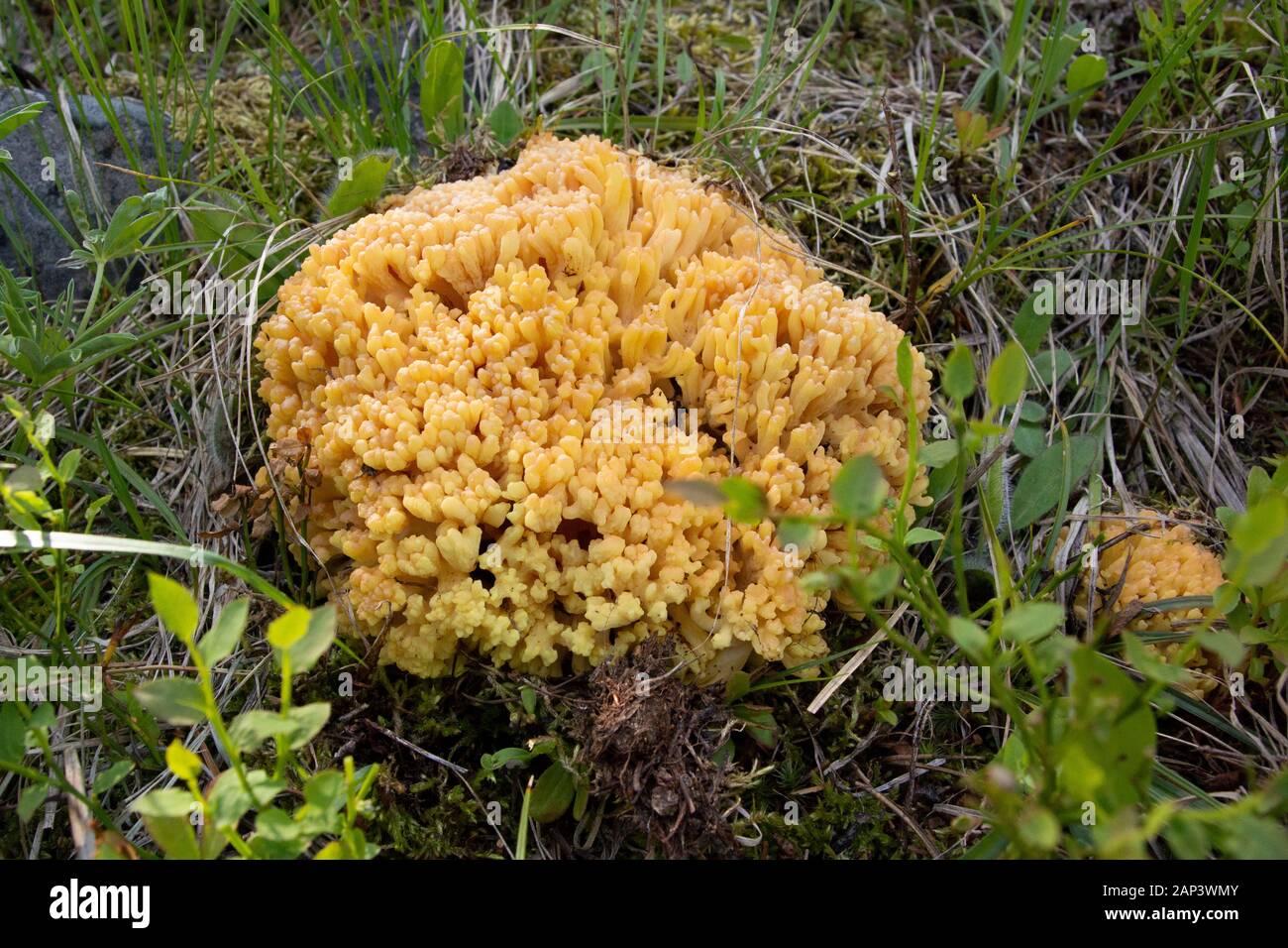 Ramaria sp. Yellow moral mushroom found up on Frogponds, in the Anaconda Pintler Wilderness of Granite County, Montana. Quite possibly R. aurea, R. fl Stock Photo