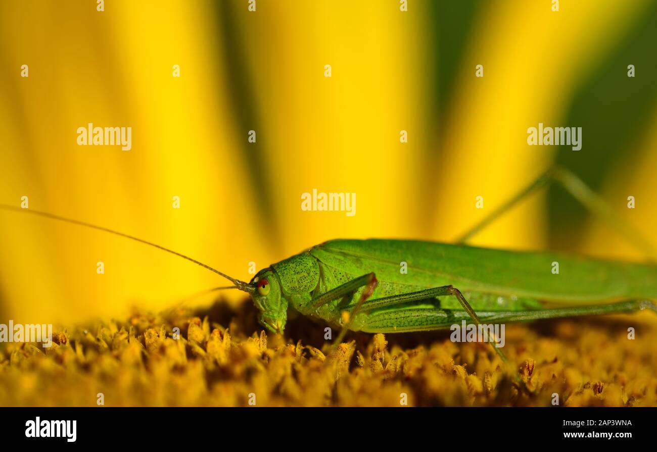 Bright green hires stock photography and images Alamy