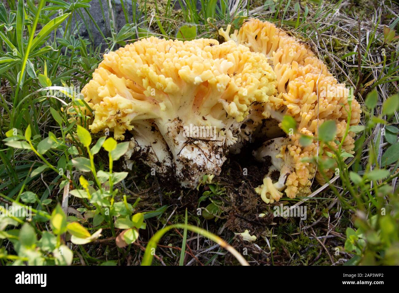 Ramaria sp. Yellow moral mushroom found up on Frogponds, in the Anaconda Pintler Wilderness of Granite County, Montana. Quite possibly R. aurea, R. fl Stock Photo