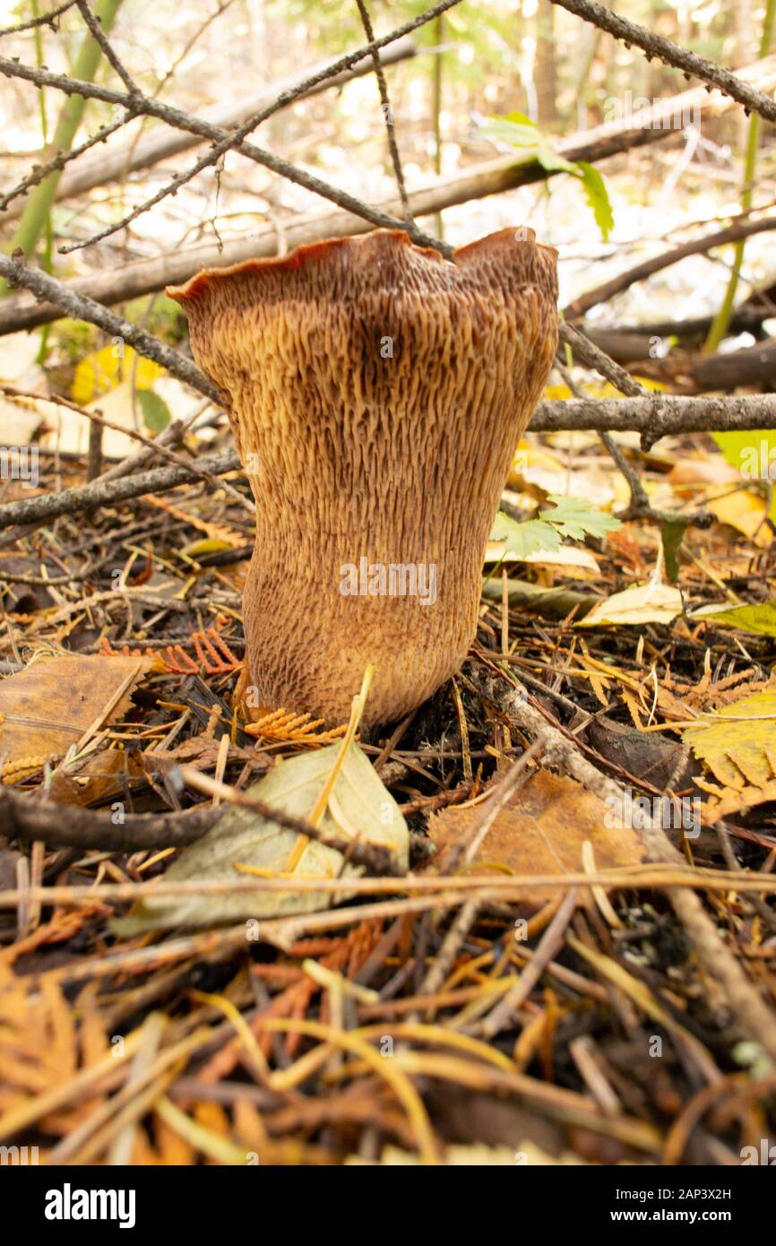 Turbinellus floccosus. A Wooly Morel Mushroom growing in a wooded area near Spring Creek, in Lincoln County, Montana. This mushroom is commonly reffer Stock Photo