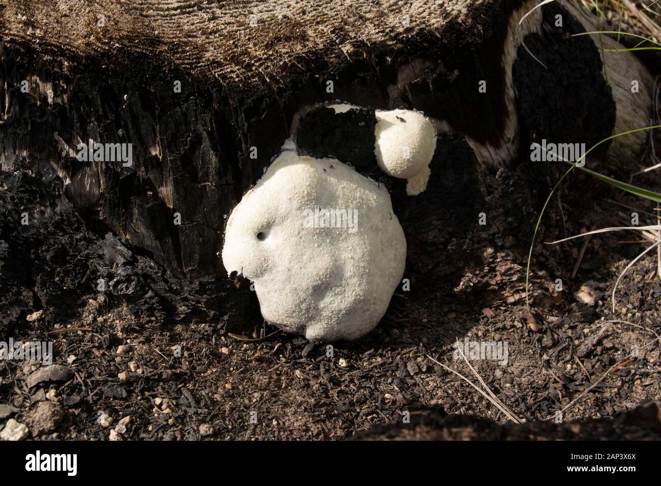 Reticularia lycoperdon. False Puffball white slime mold growing on a burnt stump, above Upper Willow Creek, near Scotchmans Gulch, in Granite County, Stock Photo