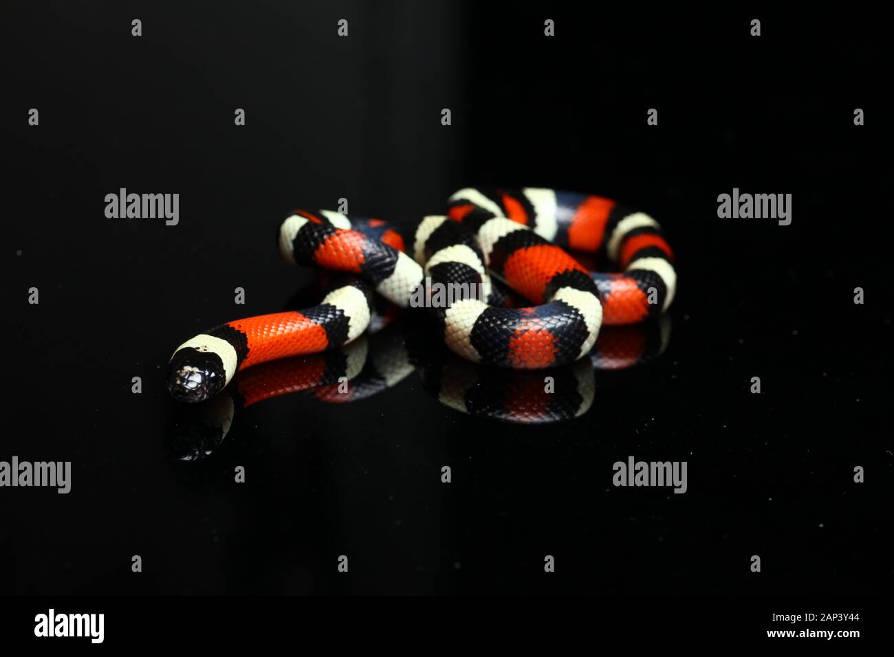 Pueblan milk snake or Campbell's milk snake, Lampropeltis triangulum campbelli, isolated on black background Stock Photo