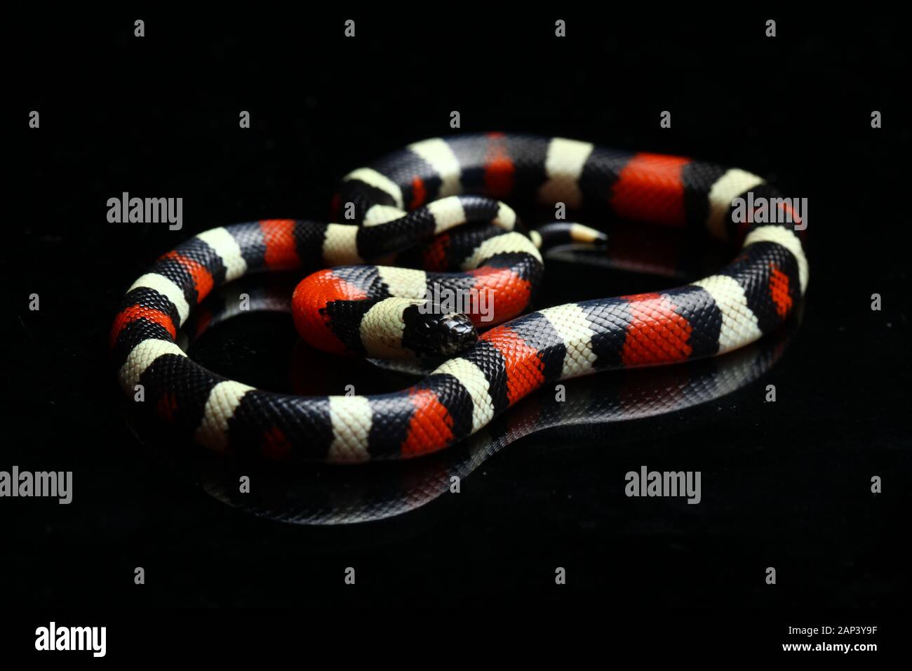 Pueblan milk snake or Campbell's milk snake, Lampropeltis triangulum campbelli, isolated on black background Stock Photo