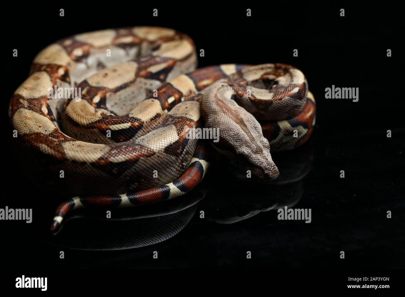 Common boa, Boa constrictor, isolated on black background Stock Photo