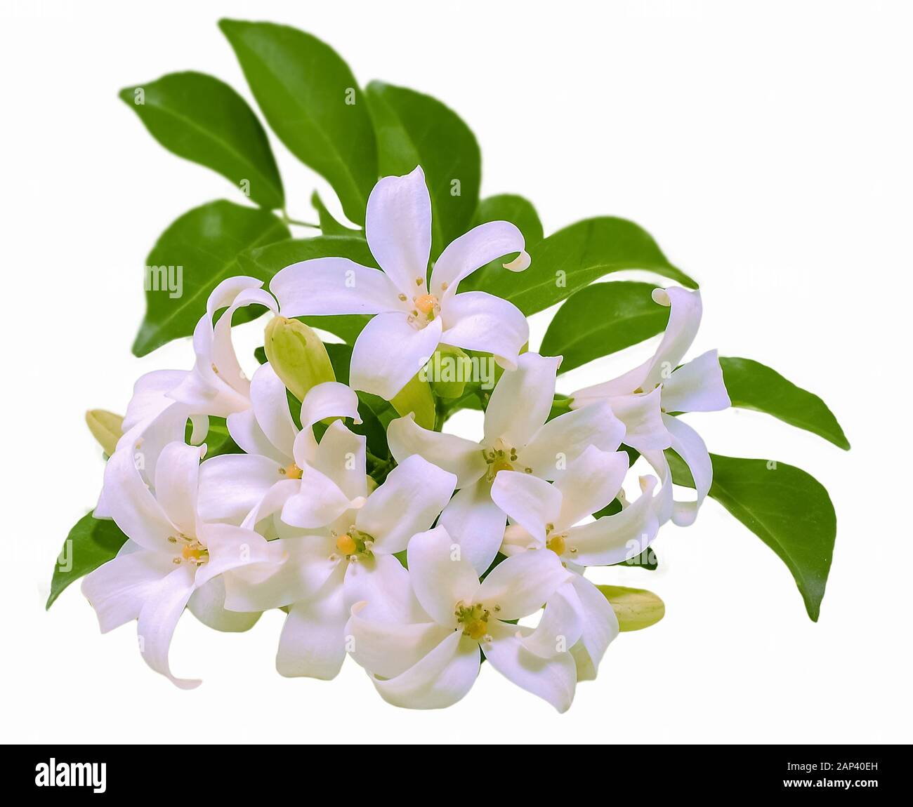 Orange jasmine flowers hi-res stock photography and images - Alamy