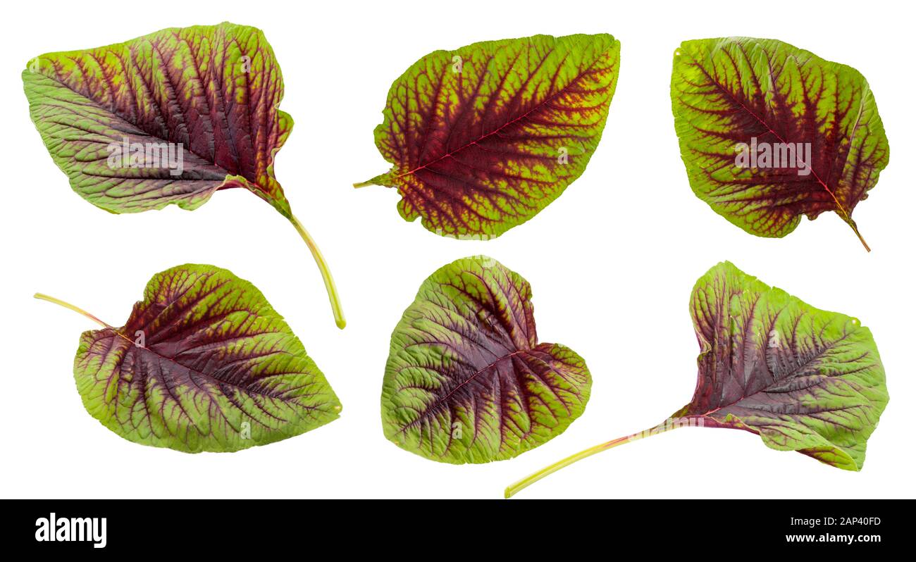 Set of Amaranth leaf isolated on white background Stock Photo