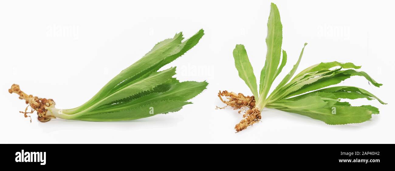 Culantro or Sawtooth Coriander isolated on white background Stock Photo