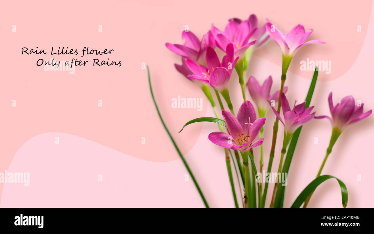 Beautiful Pink Rain Lilies flower over isolated background Stock Photo