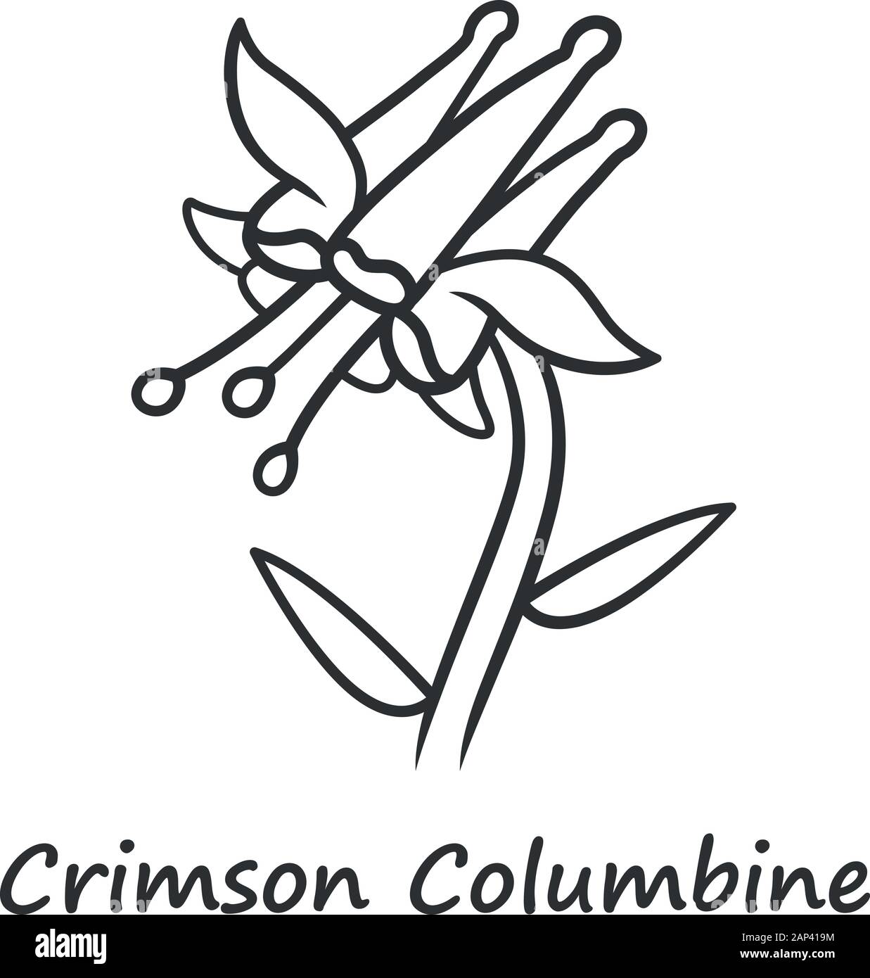 Crimson columbine linear icon. Aquilegia formosa inflorescence. Blooming wildflower, weed. Spring blossom. Red columbine. Thin line illustration. Cont Stock Vector
