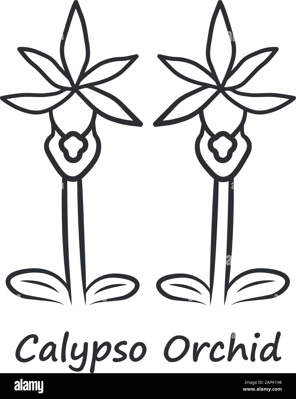Calypso orchid linear icon. Thin line illustration. Exotic, tropical blooming flower. Fairy slipper with name. Calypso bulbosa. Wildflower paphiopedil Stock Vector