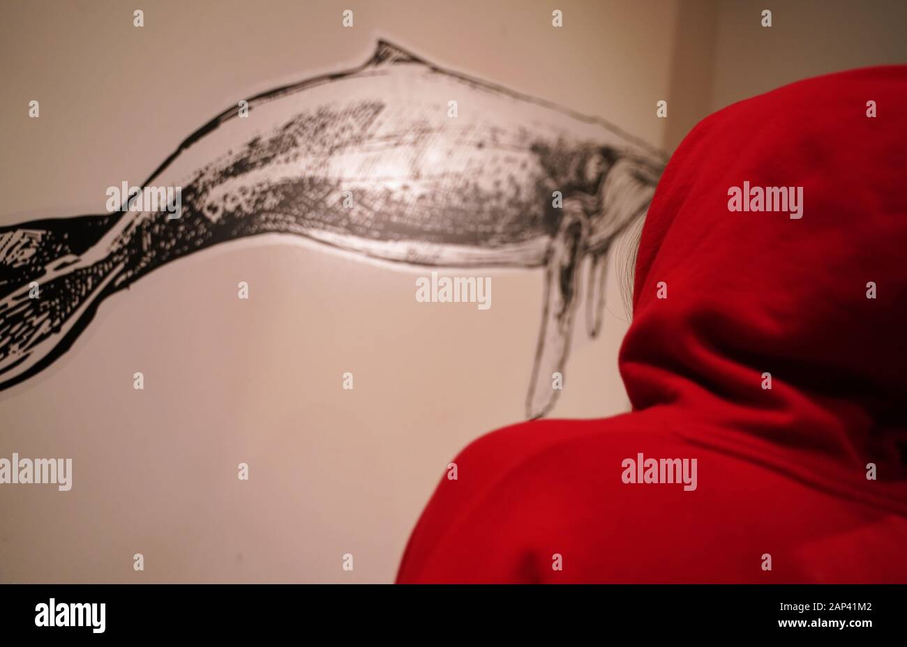 Young person in a red hooded sweater looking at an illustration of a Humpback whale on wall. Stock Photo