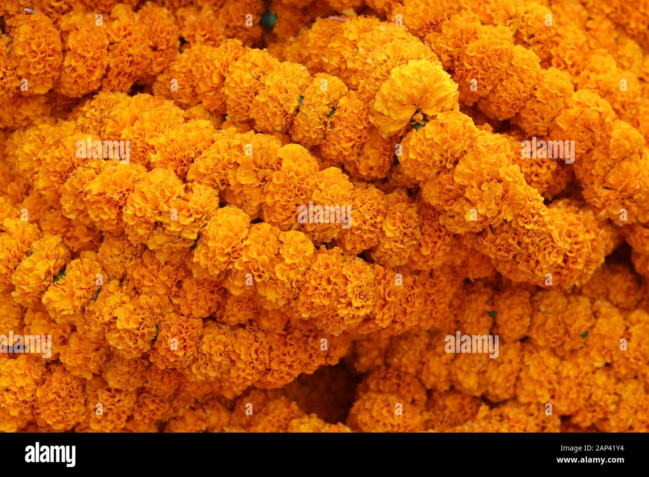 Marigold garlands for religious purpose in Hinduism Stock Photo Alamy