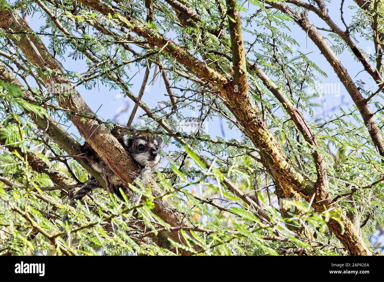 Southern Tree Hyrax ((Dendrohyrax arboreus), in a tree near Ilkeliani Camp, Maasai Mara, Kenya. Stock Photo