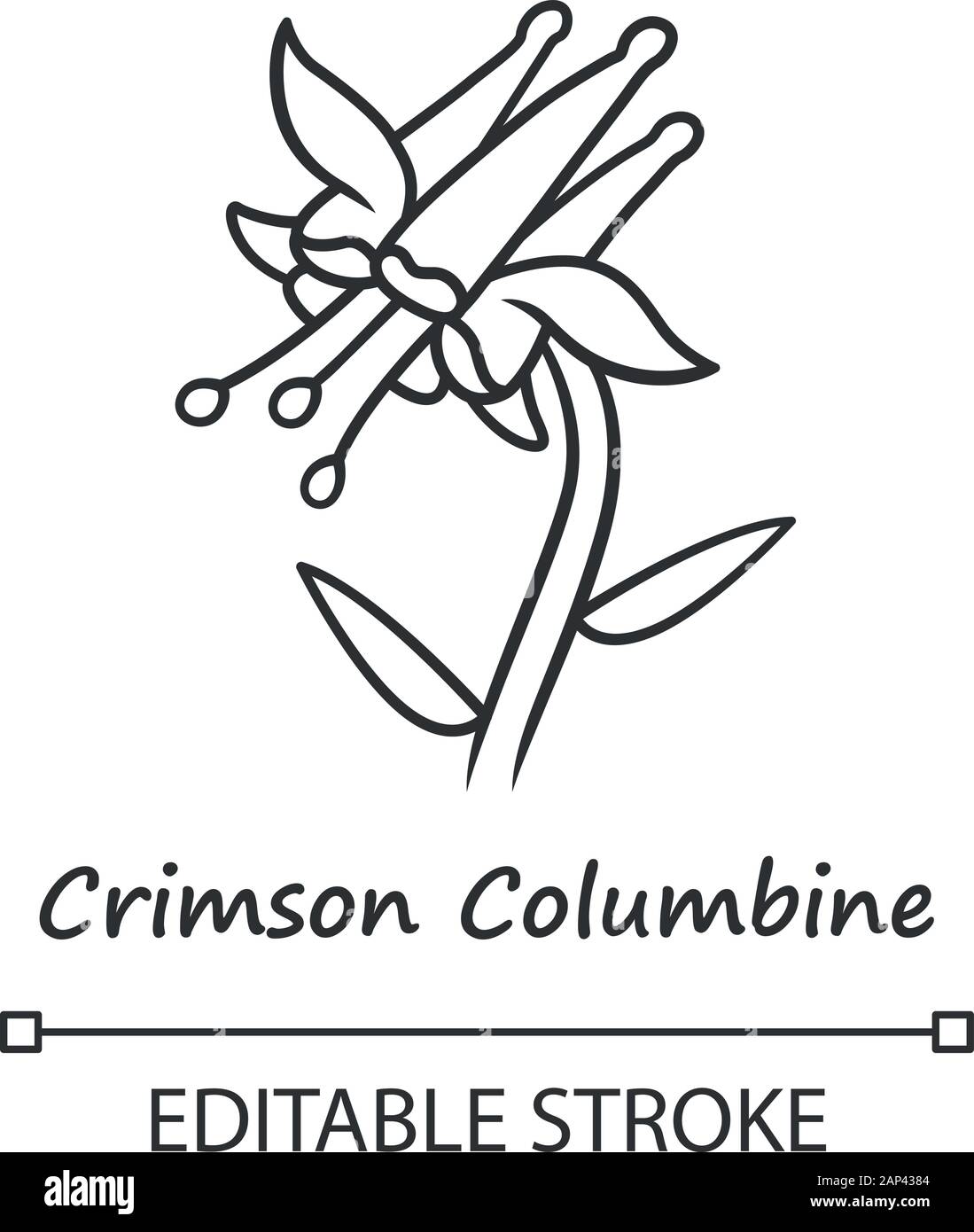Crimson columbine linear icon. Thin line illustration. Aquilegia formosa inflorescence. Blooming wildflower. Red columbine. Wild plant. Contour symbol Stock Vector