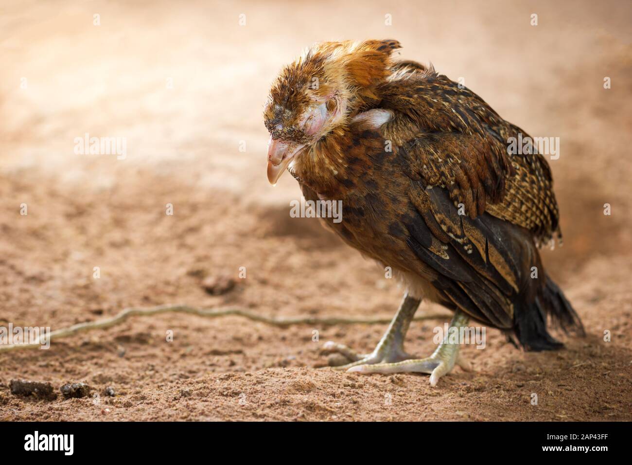 Sick chicken on the ground in farm. Copy space for text. The concept of