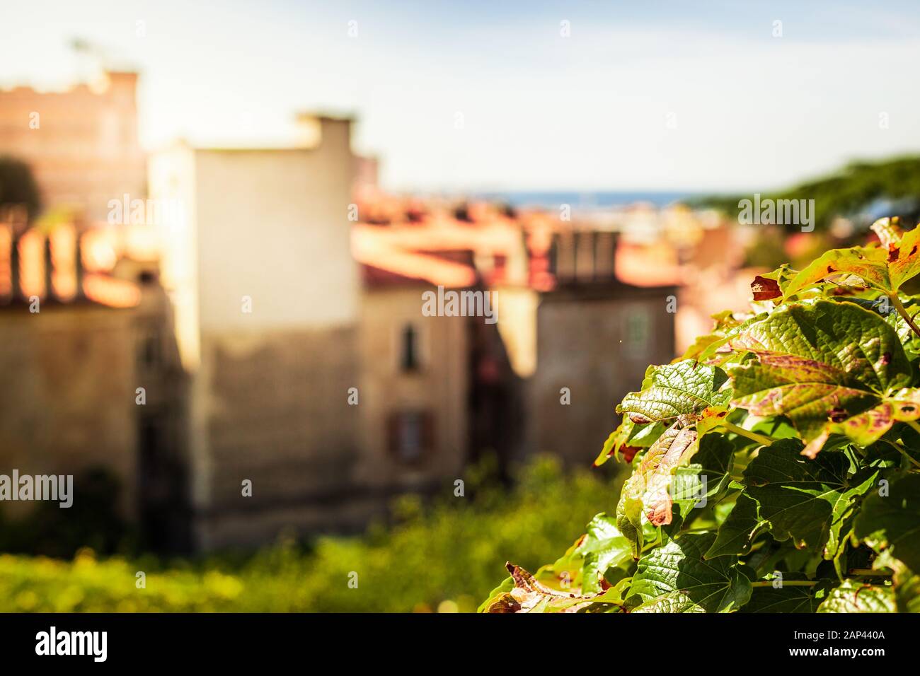 View of Trieste city and the Mediterranean Sea in Italy, with grape leaves in the foreground and the city out of focus in the background Stock Photo