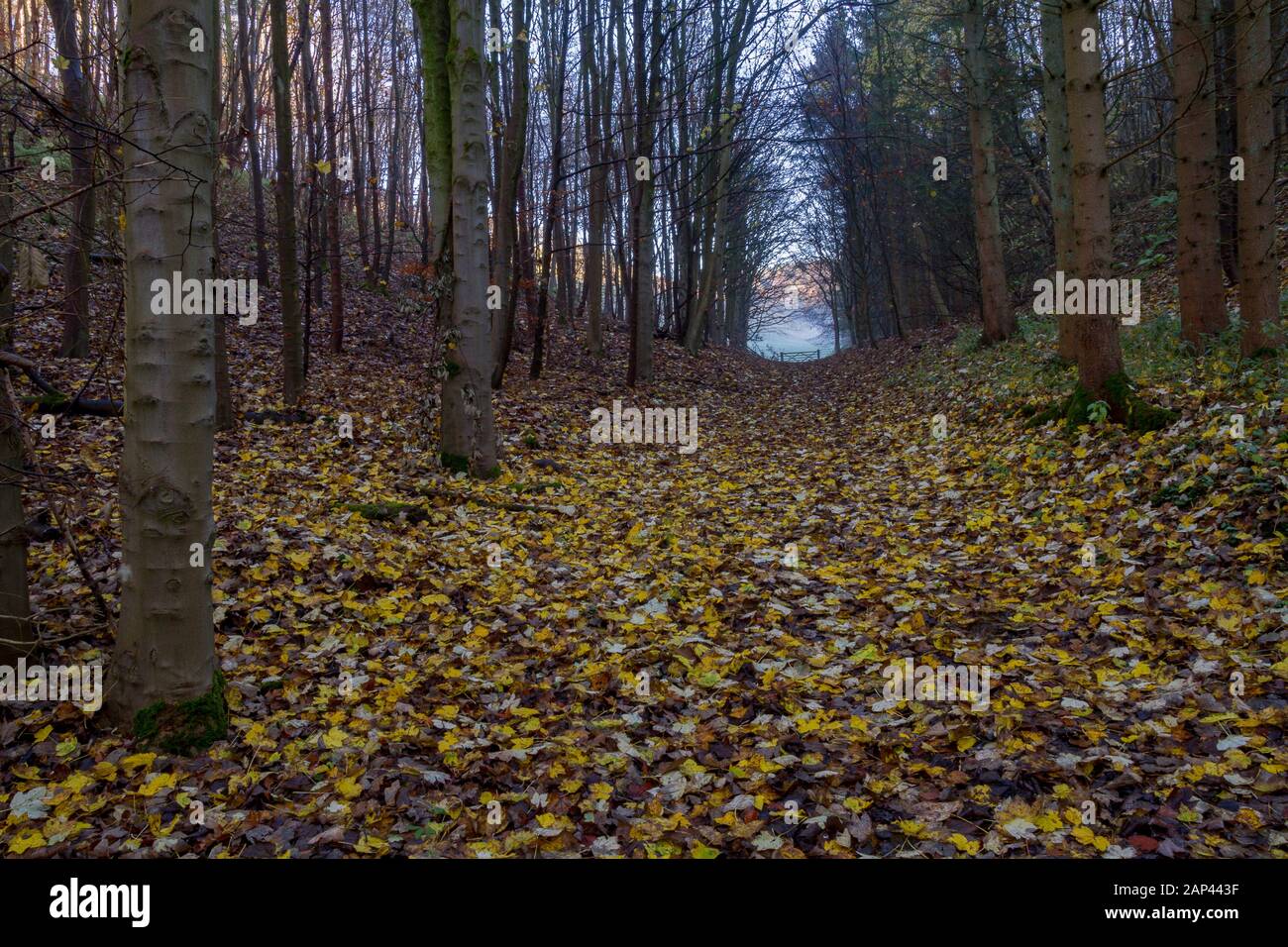 Autumn footpath, Yorkshire Wolds, East Yorkshire Stock Photo