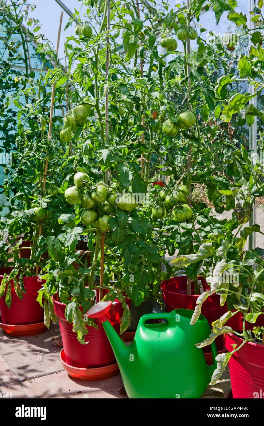 Green Striped Stuffer tomatoes ripening on vine in pots in domestic greenhouse in summer sunshine England UK Stock Photo