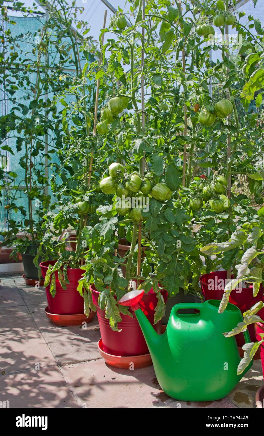 Green Striped Stuffer tomatoes ripening on vine in pots in domestic greenhouse in summer sunshine England UK Stock Photo