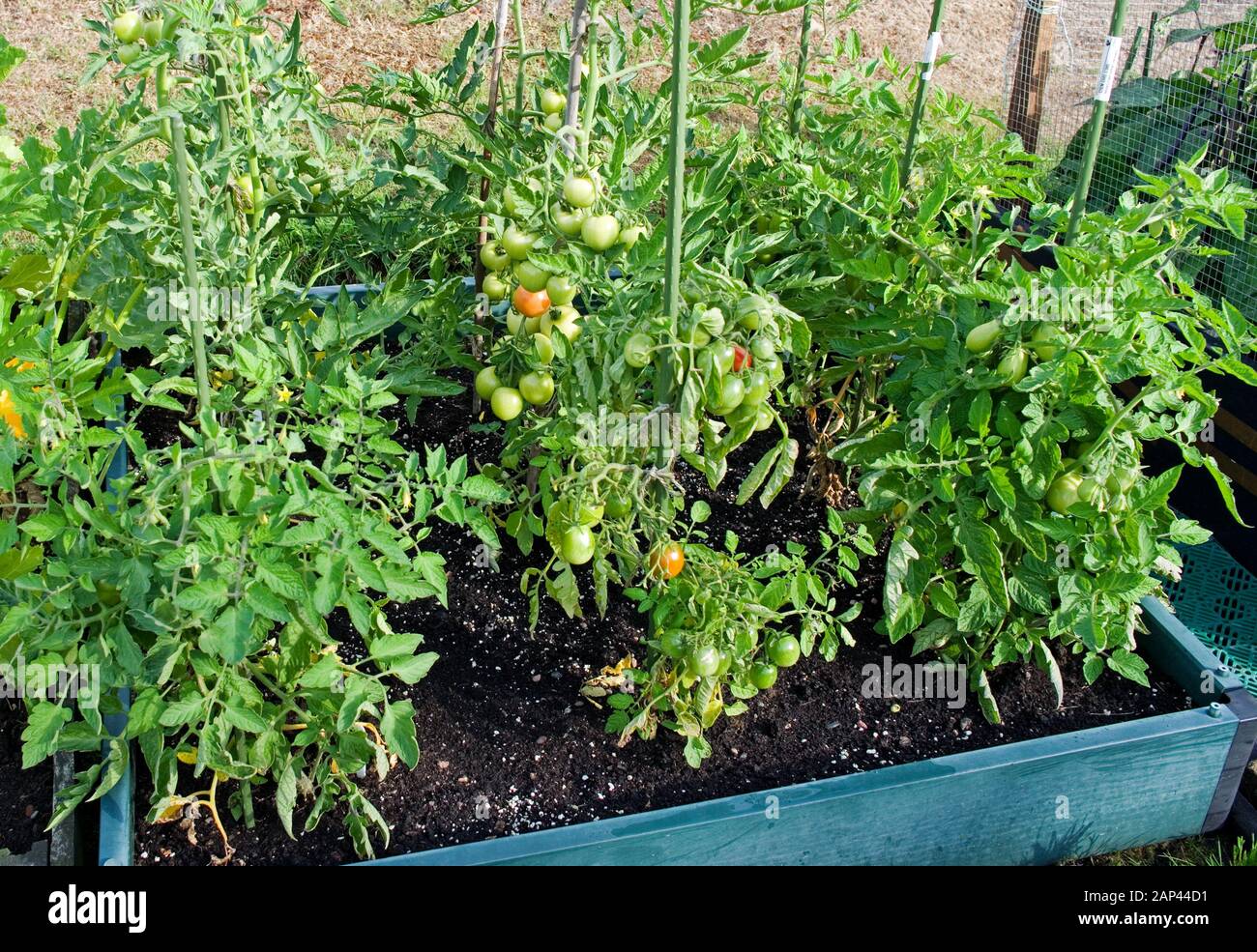Staked tomato plants growing and ripening on the vine outside in summer in raised bed in English domestic garden UK Stock Photo