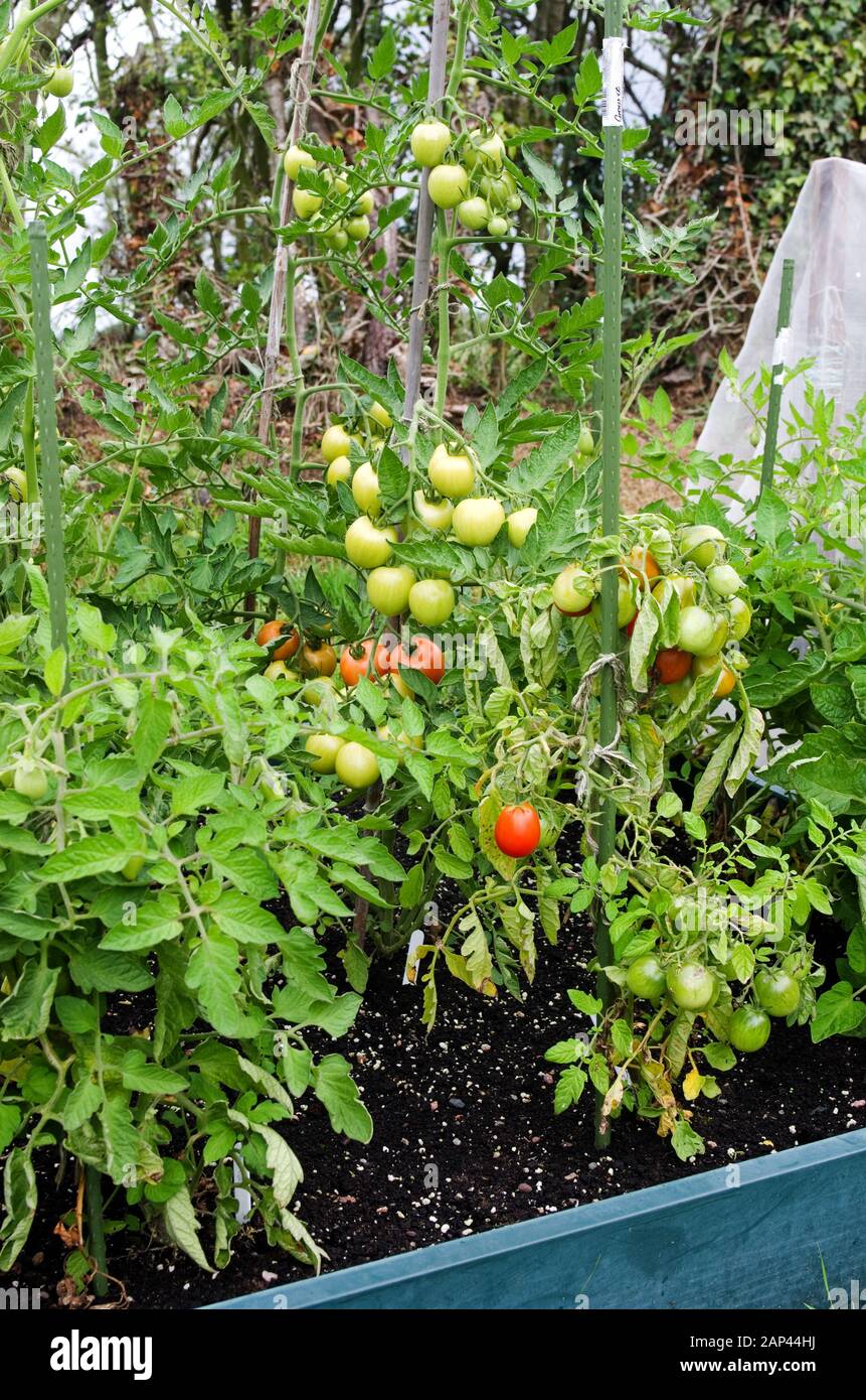Staked tomato plants growing and ripening on the vine outside in summer in raised bed in English domestic garden UK Stock Photo