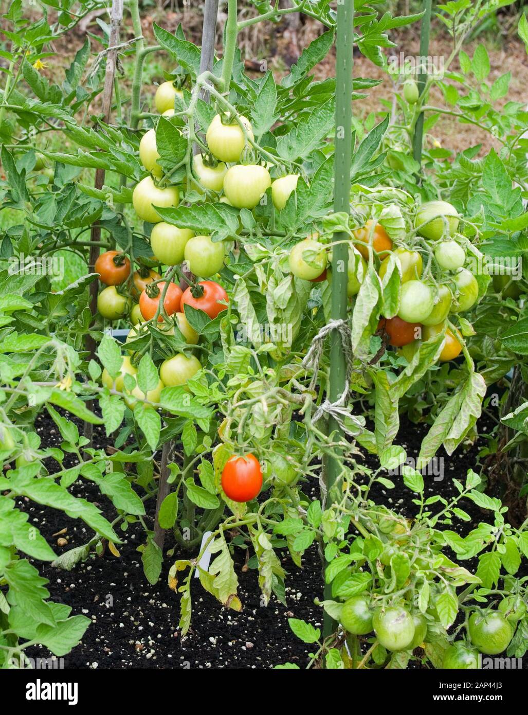 Close-up of Mountain Magic tomatoes growing and ripening outside in summer in English domestic garden UK. Stock Photo