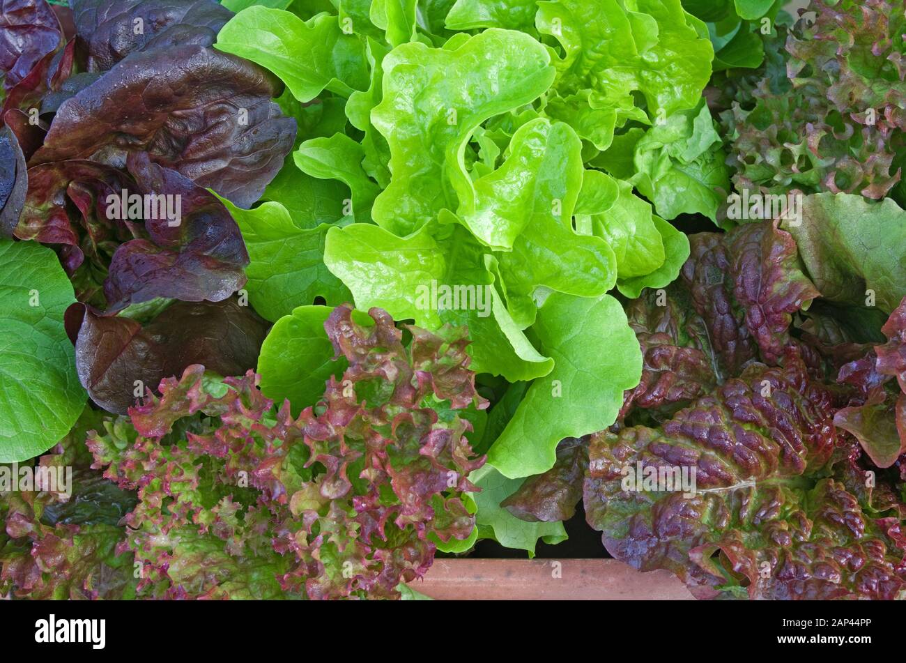Close-up of assorted young lettuce plants growing outside in early summer in English domestic garden, UK Stock Photo