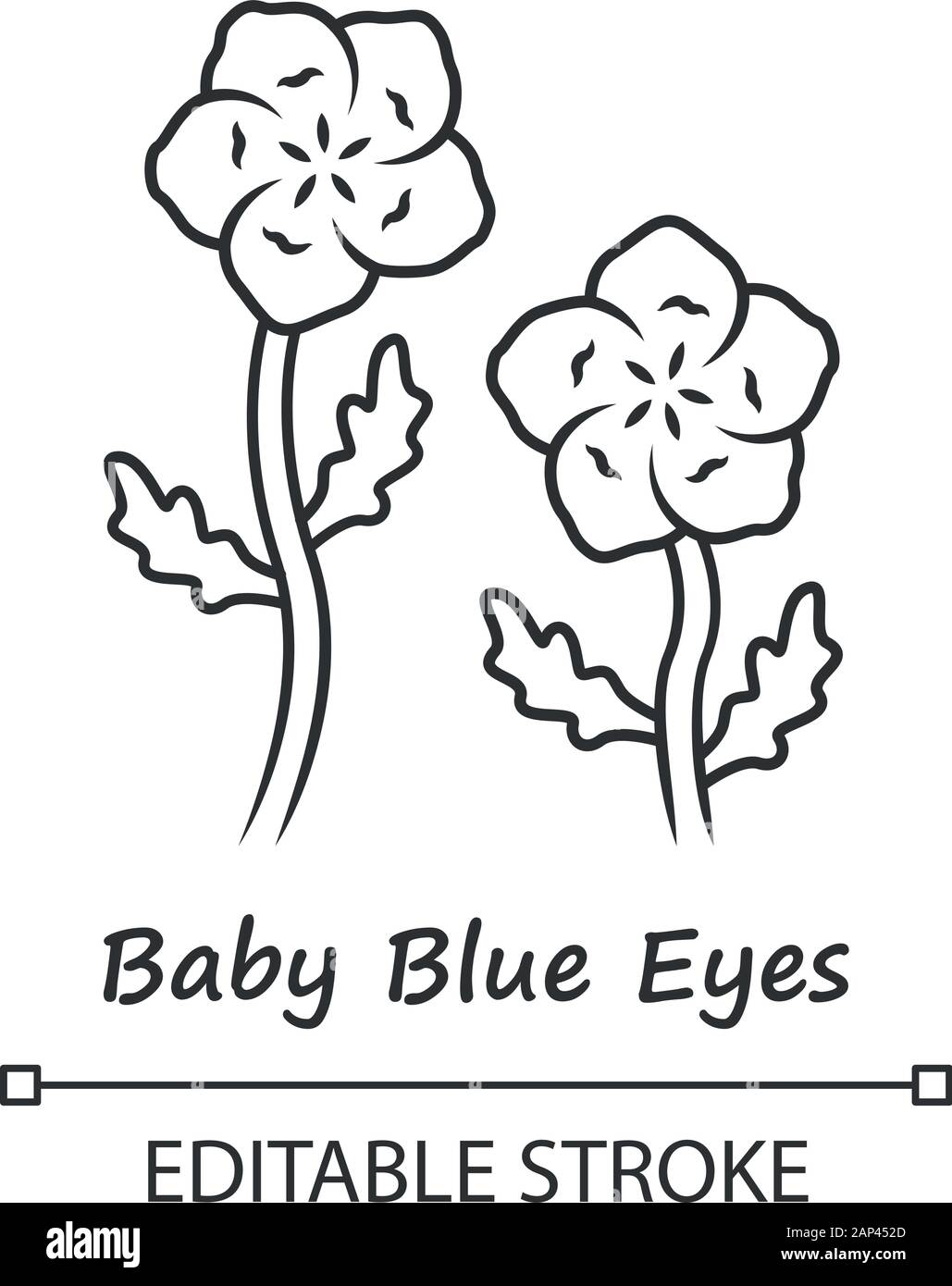 Flower nemophila Black and White Stock Photos & Images Alamy