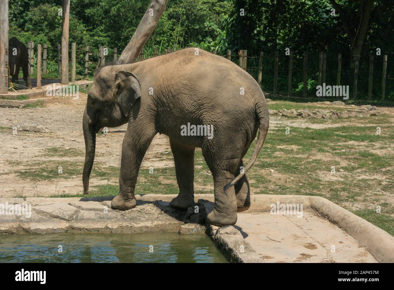 Elephant at Lok Kawi Wildlife Park near Kota Kinabalu, Borneo Malaysia Stock Photo Alamy