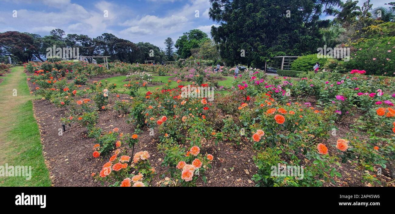 Parnell Rose Garden, Auckland / New Zealand December 14, 2019 The