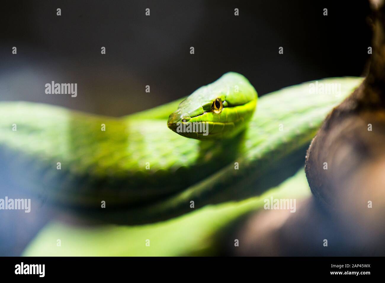 Green vine snake or flatbread snake, Oxybelis fulgidus, venomous animal, wildlife Stock Photo