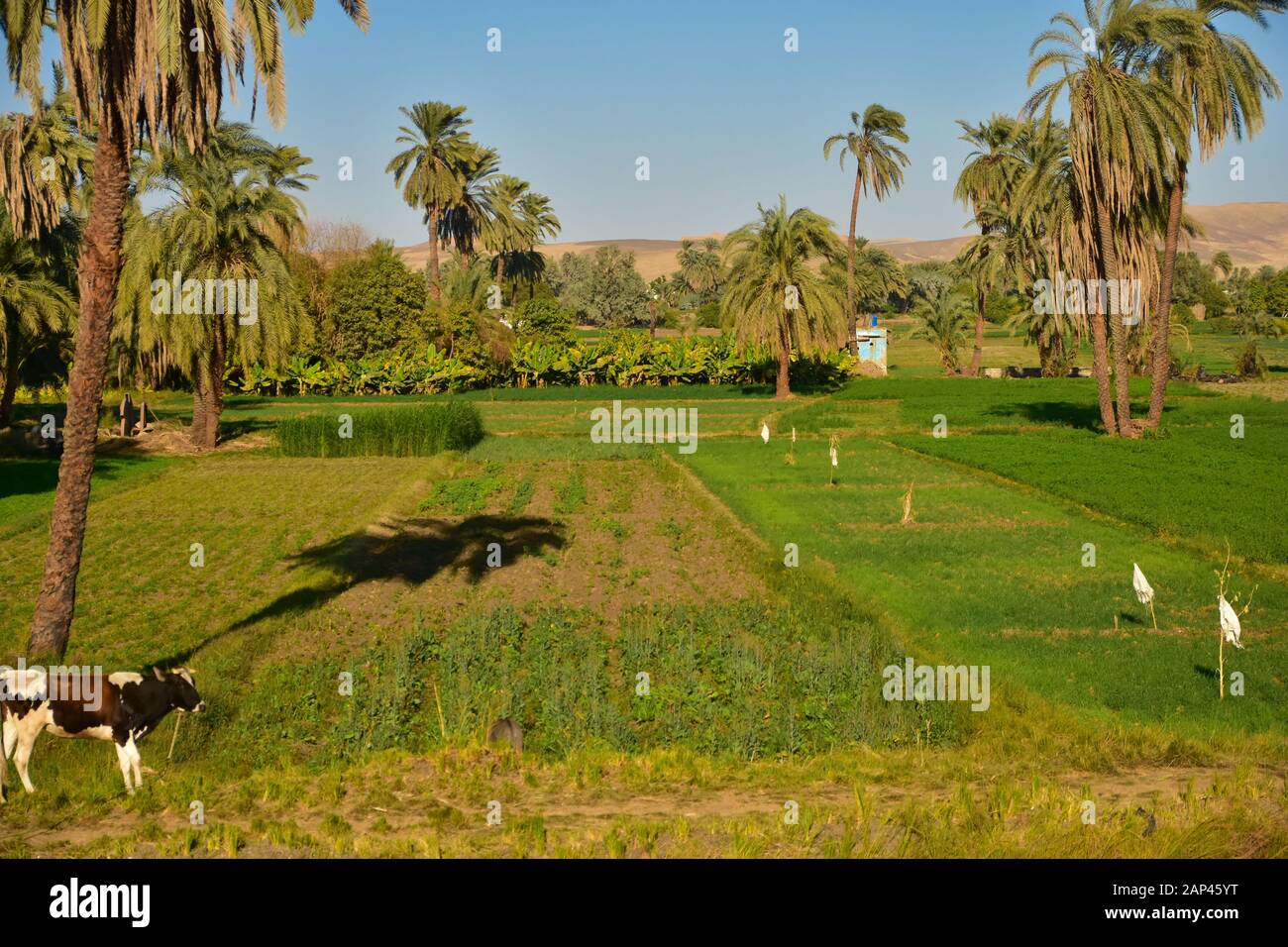 Fertile Land Along The River Nile Egypt Stock Photo Alamy