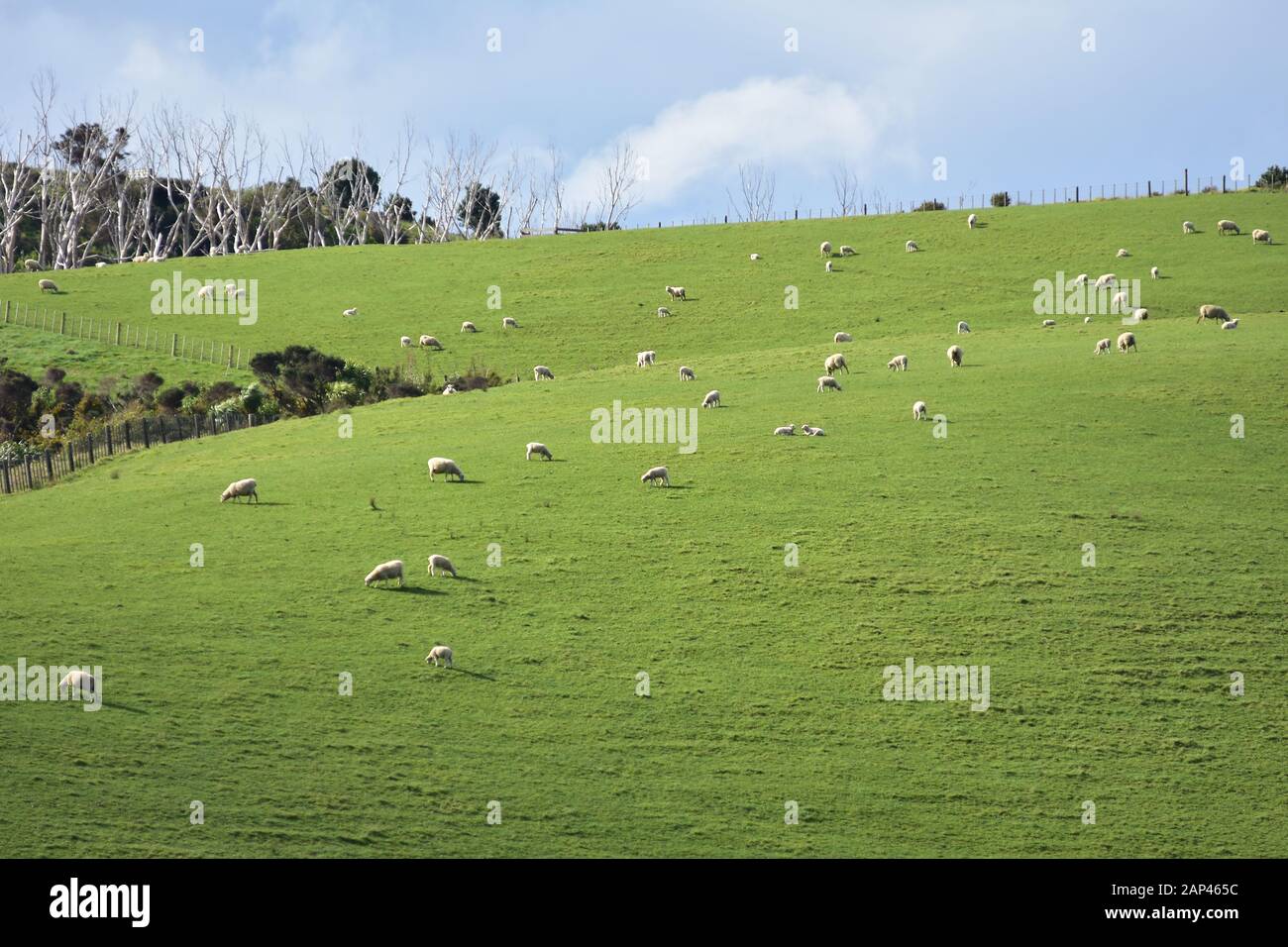 Sheep grazing bright green pasture on Whangaparaoa Peninsula near Auckland. Stock Photo