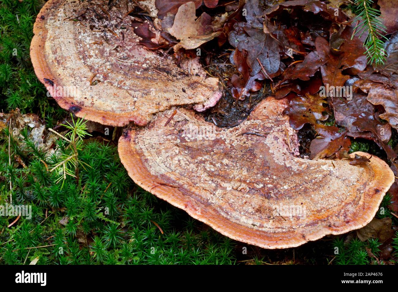 Conk of a bracket fungus growing on a rotting tree trunk, between moss and dead leaves Stock Photo